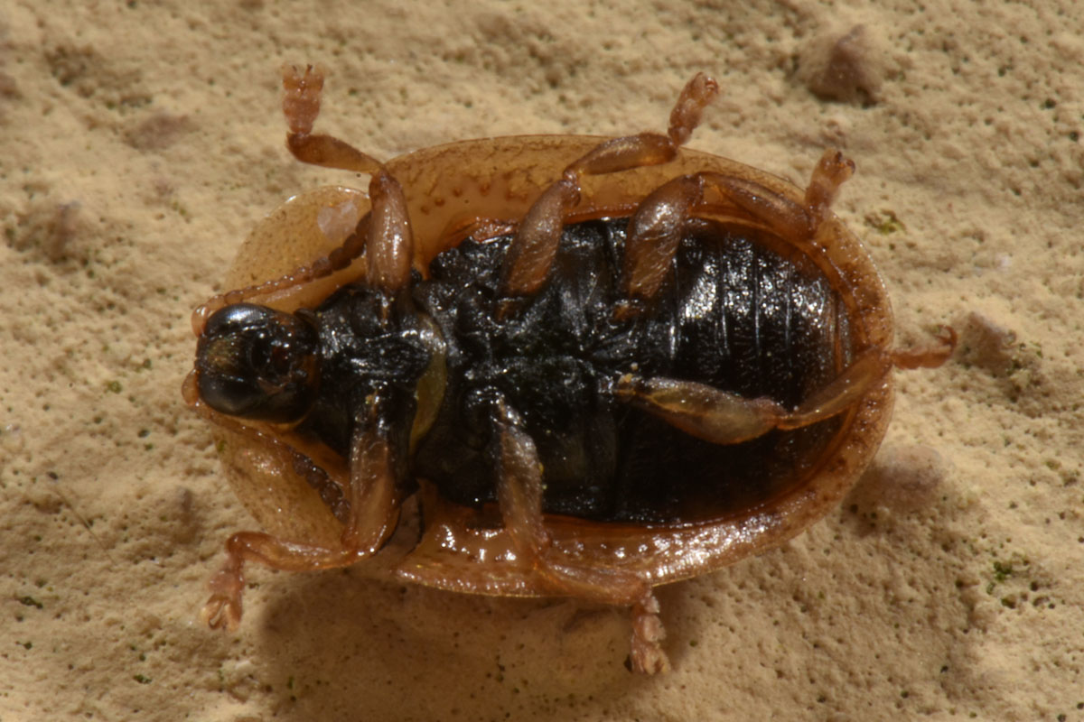 Chrysomelidae: Hypocassida cfr. subferruginea